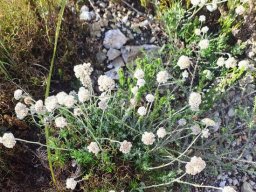 Anaxeton asperum subsp. asperum adding branches